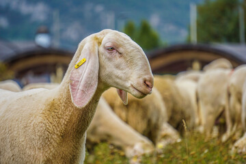 Schafe und Ziegen Herde / Südtirol  © Silviu