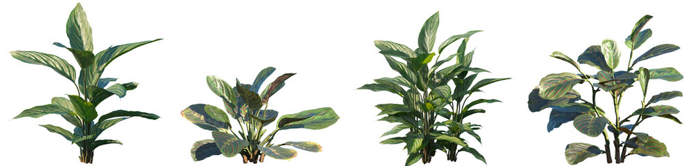 Set of Calathea erythroneura and Calathea ornata frontal isolated png on a transparent background perfectly cutout high resolution