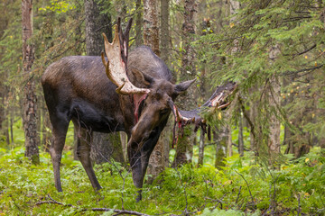Bull Alaska Yukon Moose in Autumn in Alaska