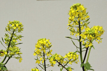 White mustard yellow flowers, white background