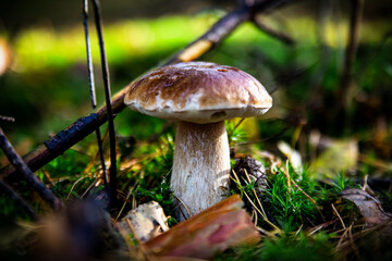 prawdziwek rosnący w lesie na mchu