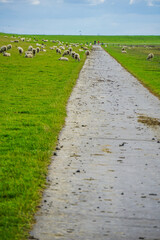 Wattenmeer Nordsee Schafe 