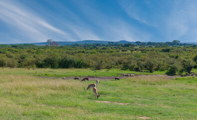 Kenya is a country in East Africa with a coastline on the Indian Ocean.