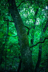 Beautiful forest , camping in woodlands , summer colors at morning . Blue hour , mystery trees in forest , horror atmosphere . Blue and green colors .