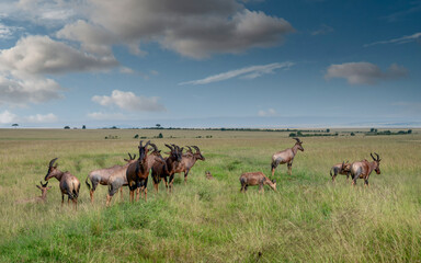 Kenya is a country in East Africa with a coastline on the Indian Ocean.