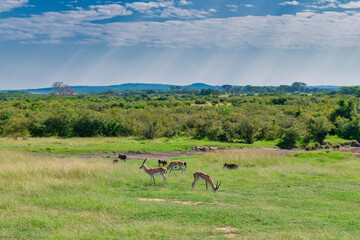 Kenya is a country in East Africa with a coastline on the Indian Ocean.