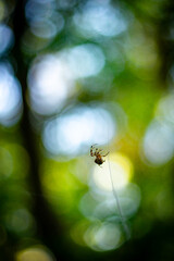 Naklejka premium spider on a web