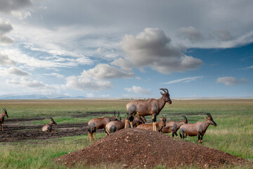 Fototapeta premium Kenya is a country in East Africa with a coastline on the Indian Ocean.