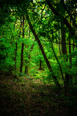 Beautiful autumn forest at the morning , autumn colors like orange and yellow, trees with leaves , woodlands in wild . Beautiful season fall . Landscape in forest , vertical picture