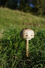 close-up of young .parasol mushroom  in grass
