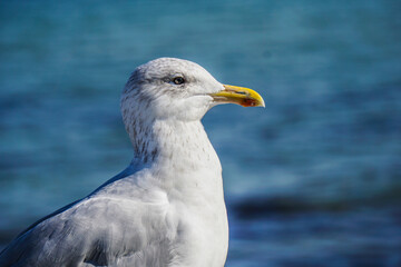 Möwe an der Ostsee