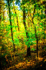 Beautiful autumn forest at the morning , autumn colors like orange and yellow, trees with leaves , woodlands in wild . Beautiful season fall . Landscape in forest , vertical picture