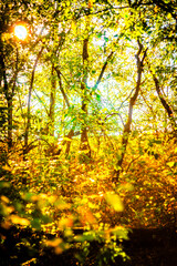 Beautiful autumn forest at the morning , autumn colors like orange and yellow, trees with leaves , woodlands in wild . Beautiful season fall . Landscape in forest , vertical picture
