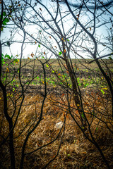 Beautiful autumn forest at the morning , autumn colors like orange and yellow, trees with leaves , woodlands in wild . Beautiful season fall . Landscape in forest , vertical picture