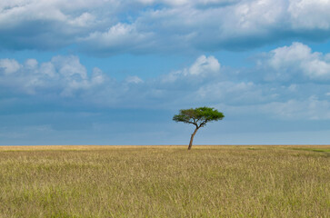 Kenya is a country in East Africa with a coastline on the Indian Ocean.
