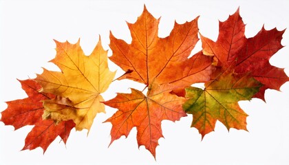 autumn colored falling maple leaves isolated on white background