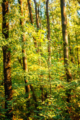 Beautiful autumn forest at the morning , autumn colors like orange and yellow, trees with leaves , woodlands in wild . Beautiful season fall . Landscape in forest , vertical picture