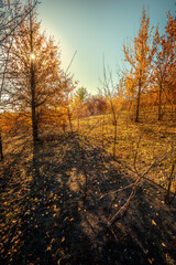 Fototapeta premium Autumn forest landscape at the morning , yellow and orange colors.Beautiful forest at morning colors.Sun in the sky,blue sky.Fallen and fired trees in woodlands , leaves on trees in orange colors. 