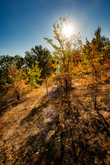Autumn forest landscape at the morning , yellow and orange colors.Beautiful forest at morning colors.Sun in the sky,blue sky.Fallen and fired trees in woodlands , leaves on trees in orange colors. 