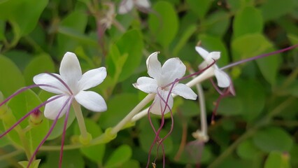 white and blue flowers
