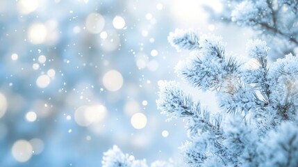 The Snowy Frosted Pine Branches