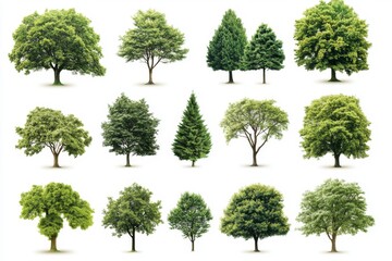A collection of 15 different trees with green leaves and a white background.
