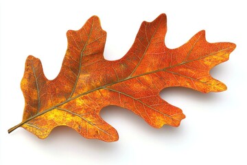 Fototapeta premium A leaf with a brown stem and a yellow tip