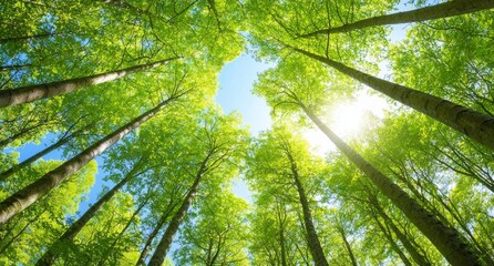 Fototapeta premium A panoramic view from below of frog perspective of beech (fagus) and oak (quercus) trees in a german forest in Hemer Sauerland on a bright, sunny spring day with fresh green foliage.