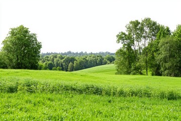 Obraz premium Forest and foliage in summer, Row of trees and shrubs in high definition, Isolated on a white background.