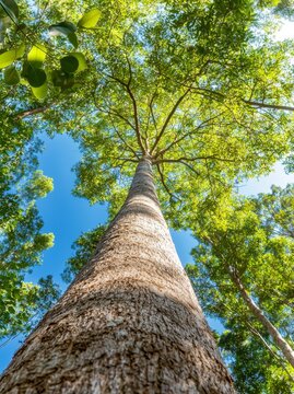 Brazilian copaiba tree or pau-de-oleo, commonly used to produce essential oils in the Atlantic Forest and Brazilian Cerrado regions