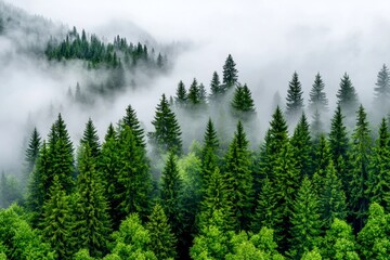Fototapeta premium Beautiful winter scene with spruce trees among the morning fog. Dramatic weather in the midst of the cold season.