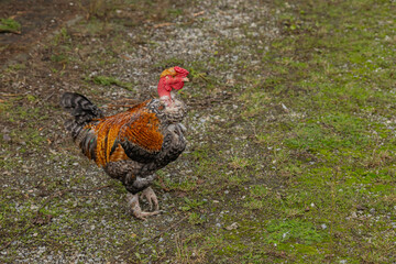 Colorful rooster walking on a grassy path in the countryside under bright sunlight. Concept of rural life, farm animals, and free-range poultry in nature