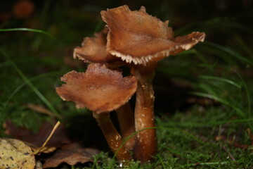Pilze in einem Wald in Eberbach im Odenwald