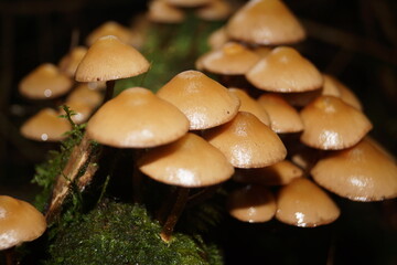 Pilze in einem Wald in Eberbach im Odenwald