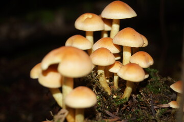 Fototapeta premium Pilze in einem Wald in Eberbach im Odenwald