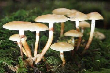 Pilze in einem Wald in Eberbach im Odenwald