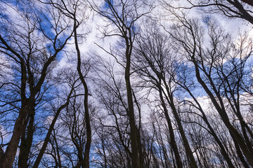 Crown of a large tree with branches. View from below. Blue sky shining through.