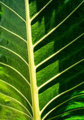 A close-up view of a vibrant green leaf showcasing its intricate texture and veins, embodying the beauty of nature and tropical foliage