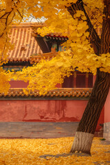 Fototapeta premium autumn in the park