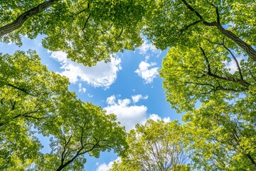 Fototapeta premium Seeing through the treetops. Created using copy space. Green foliage of a tree against blue sky. Soft sunlight streaming through the foliage.