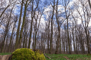Crown of a large tree with branches. View from below. Blue sky shining through.