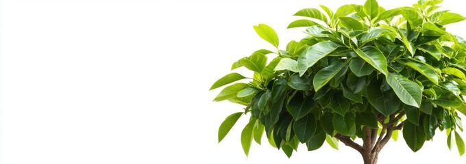 Trees and greenery of the jungle landscape on a transparent background in 3D