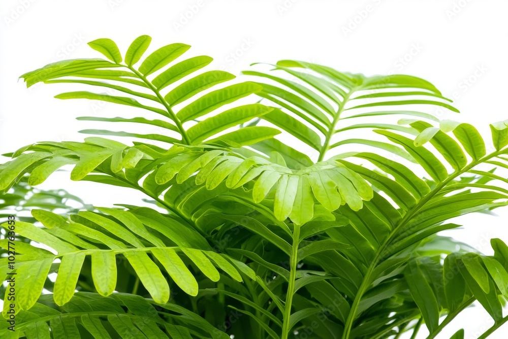 Poster file with transparent background with a isolated tree.