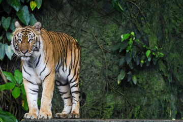 Close up Indochinese tiger is beautiful animal and dangerous in forest