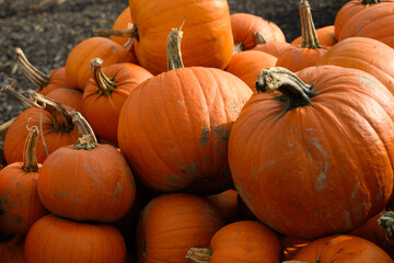 Harvest Pile of Pumpkins: Stacked Pumpkins in a Rustic Farm Setting for Autumn and Seasonal Decor