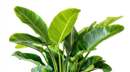 Obraz premium Contemporary indoor plant with lush green leaves and striking shapes against a white background