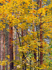 Young maple trees with yellow autumn leaves against the background of a pine forest in Riga, Latvia