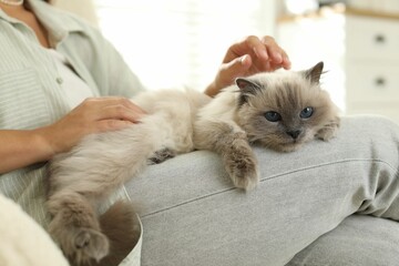 Woman with cute kitten at home, closeup