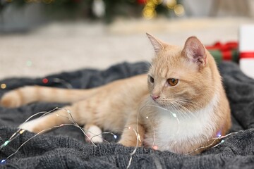 Cute ginger cat lying on blanket in room decorated for Christmas, closeup