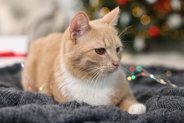 Cute ginger cat lying on blanket in room decorated for Christmas, closeup